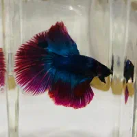 فایتر Betta|ماهی|شیراز, فرگاز|دیوار