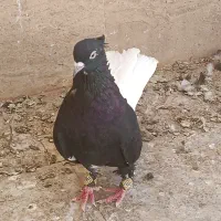 زاغ دمسفید نر