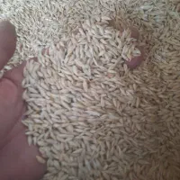 فروش ۲تن جو ابی درجه یک