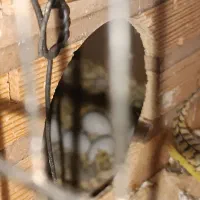 عروس هلندی با دو‌جوجه و پنج تخم