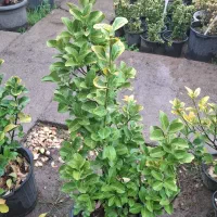 شمشاد طلایی و سبز