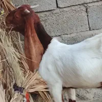 کهره.نر کامروایی ۱۴