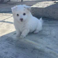 پامر روباهی دوماهه شناسنامه دار  .واکسینه.