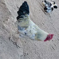 مرغ خروس تخم گذار اردک اسراییلی|حیوانات مزرعه|اردکان, |دیوار