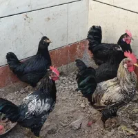 مرغ خروس|حیوانات مزرعه|بندر امام خمینی, |دیوار