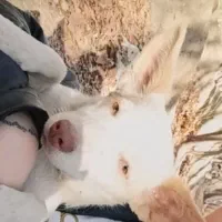 اشپیتز پامر