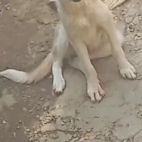 سگ سراب توله معاوضه با پویینتر