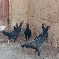 جوجه لاری|حیوانات مزرعه|بستان آباد, |دیوار