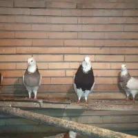 فروش کبوتر طوقی