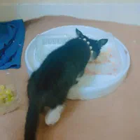 واگذاری رایگان|گربه|قم, پردیسان|دیوار