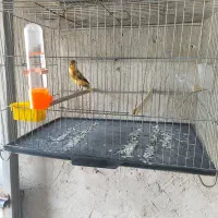 قناری ابلغ|پرنده|خورموج, |دیوار