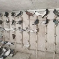 فروش دسته کفتری|پرنده|شیراز, زند|دیوار