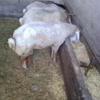 ۳راس گوسفند نر و۱ شیشک