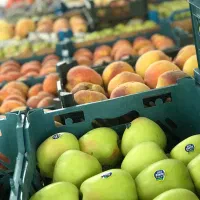 فروشنده میوه فروشی