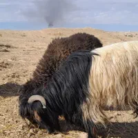 قوچهای ترکی|حیوانات مزرعه|لالی, |دیوار