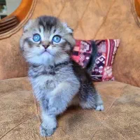 اسکاتیش فولد و بریتیش