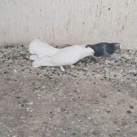 یه نر گردن کلفت چتری کاکلی پرپا|پرنده|کاشان, عربها|دیوار