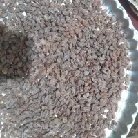 کشمش افتابی