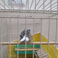 قناری|پرنده|نیشابور, کوی یغما|دیوار