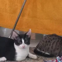 گربه واگذاری|گربه|گرگان, |دیوار