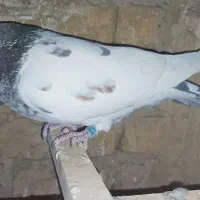 کله دار ماده|پرنده|بهارستان, |دیوار