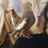 فروش عروس هلندی|پرنده|ایلام, |دیوار