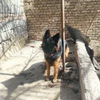 سگ ژرمن نر