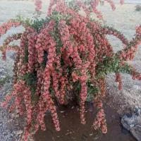 نهال زرشک پفکی  فقط وفقط 25000|خدمات باغبانی و درختکاری|تهران, باغ خزانه|دیوار