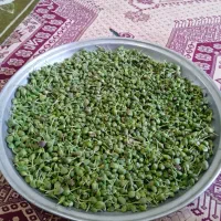 بذر کاپاریس یا کهورگ|گل و گیاه طبیعی|زابل, |دیوار