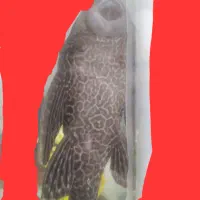 ماهی لجن خار