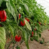 فروش بذر فلفل دلمه رنگی گلخانه ای در هرمزگان