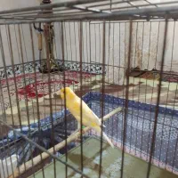 قناری های زیبا به فروش میرسد