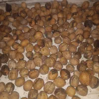 گردوتک پوست