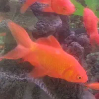 ماهی قرمز سه بند تا کف دست|ماهی|نسیم‌شهر, |دیوار