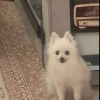 سرپرست سگ واگذاری رایگان