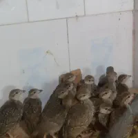 بلدرچین کوهی