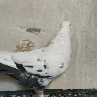 کبوتر ماده دم سیاه|پرنده|روانسر, |دیوار