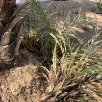 فروش انواع پاجوش نخل بهترین کیفیت|گل و گیاه طبیعی|میناب, |دیوار