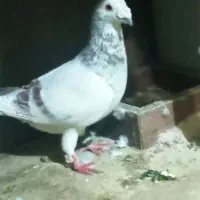 کبوتر|پرنده|شیروان (خراسان), |دیوار