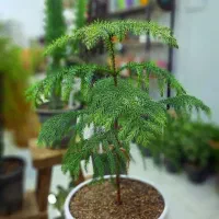 کاج مطبق خاص در گلدان بنسای سرامیکی