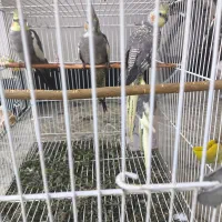 سه تا عروس هلندی زیبا و دو تاش مولد نر و ماده