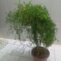 گل وگیاه|گل و گیاه طبیعی|فولادشهر, B8|دیوار