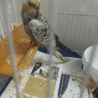 سه عدد عروس هلندی