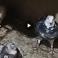 کفتر|پرنده|شیروان (خراسان), |دیوار