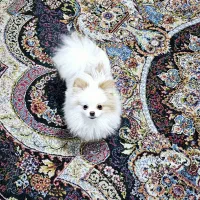 پامر خرسی نر پامرانین عروسکی|سگ|تهران, توحید|دیوار