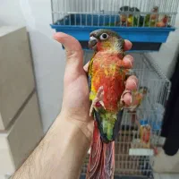 جوجه گرینچیک نر و ماده با تست رام و چلوندنی