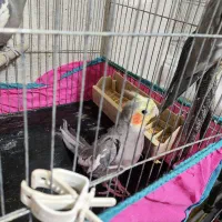 عروس نر بالغ