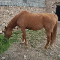 اسب|اسب و تجهیزات اسب‌سواری|سیرجان, |دیوار