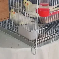 یه جفت لوتینو باهم .فروتقه