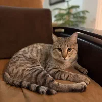 گربه دو رگه|گربه|شاهرود, |دیوار